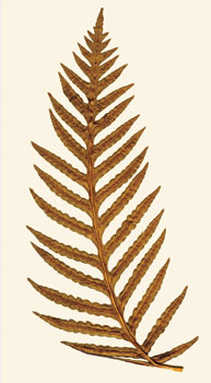 Chain Fern