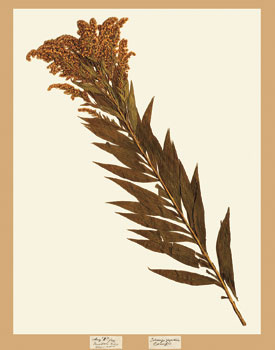 Goldenrod