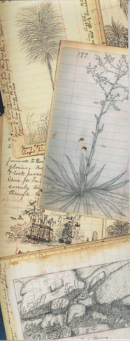 Flyleaf of Restless Fires showing John Muir sketches from his thousand mile walk jounral