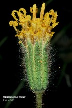 Raillardiopsis muirii - Photo copyright by Gerald D. Carr