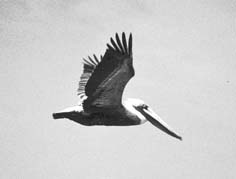 [Brown pelican flying]