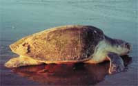 endangered sea turtle