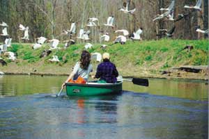 birds and canoe