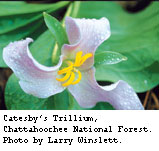 Catesby's Trillium