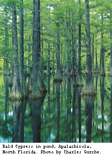 Bald Cypress, Apalachicola, Florida