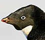 Antarctic Adelie Penguins