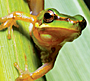 Central and South American Frogs