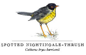 spotted nightingale-thrush