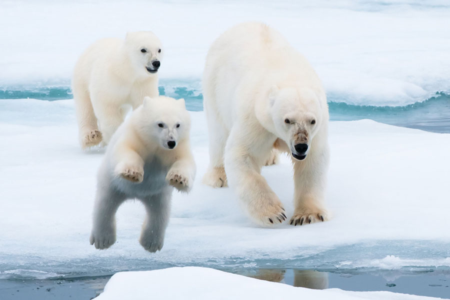 Mother polar bear and two cubs