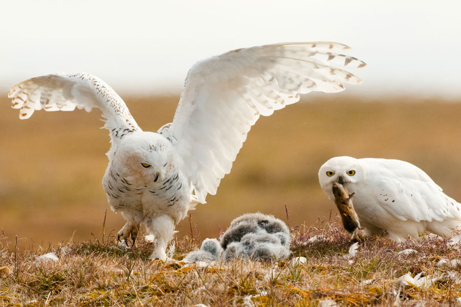Snowy owl family
