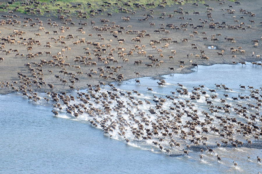 Western Arctic caribou herd