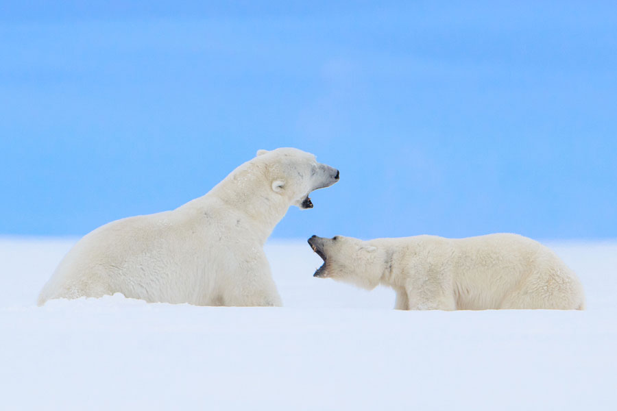 Polar bear fight