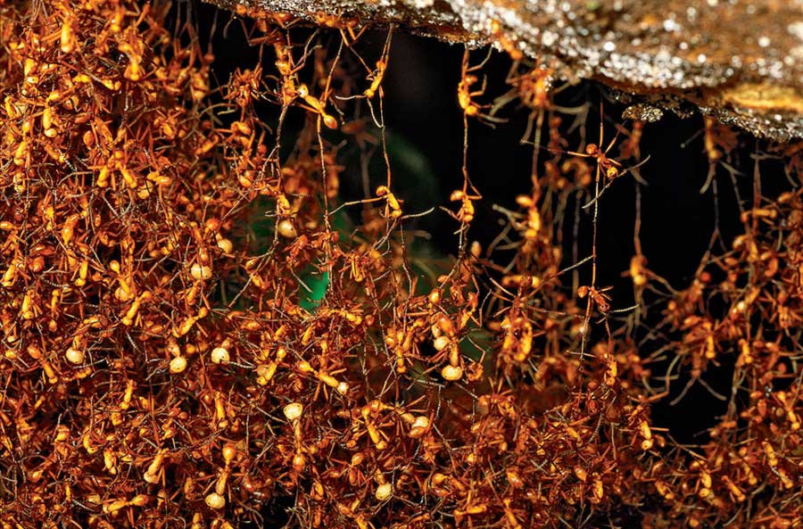 ants, living nest, ant behavior, army ants, barro colorado island, panama, christian ziegler, minden pictures, ant bivoac, ants working together