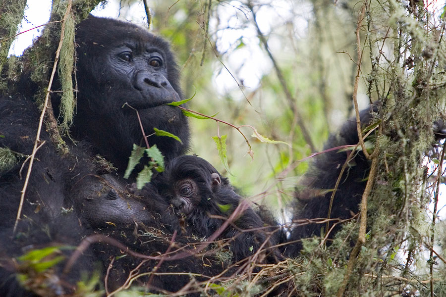 Gorilla Mother and Baby