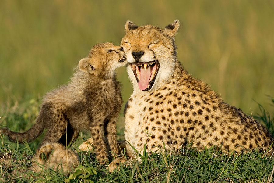 Animal Families: Cheetah Baby and Mother