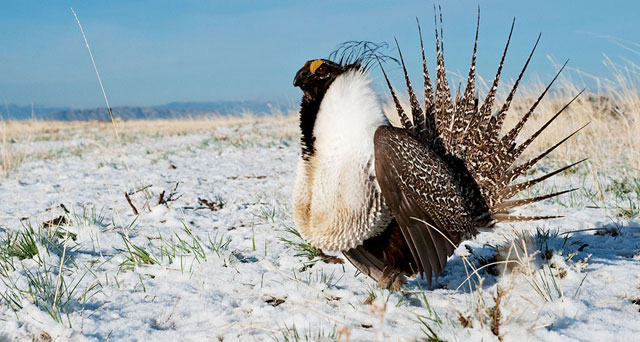 sage grouse, courtship dance, grouse