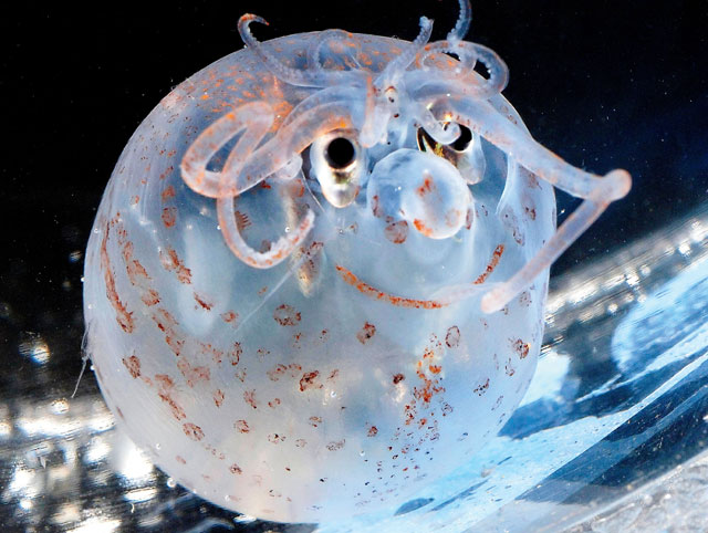 World's Cutest Squid?