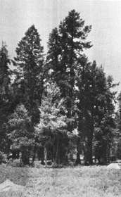 [Magnificent Silver Firs (Mr. Muir in foreground)]