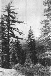 [A Sugar Pine (on the left)]
