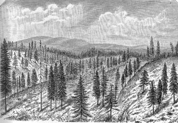 [LOWER MARGIN OF THE MAIN PINE BELT, SHOWING OPEN CHARACTER OF WOODS]