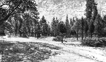 [Destructive work in Yosemite Valley: specimen tree trimming done in 1887-88. Much similar work has been done in other parts of the valley. (Process reproduction of photograph.)]