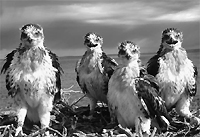 Ferruginous hawks, Carrizo Plains National Monument