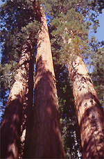 Sequoia National Monument