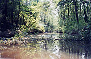 Turkey Creek before