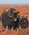 Ice Age survivors: Musk oxen traveled across the Bering land bridge from Asia 125,000 years ago.