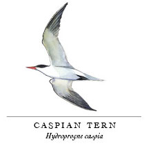 Caspian tern