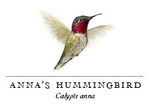 hummingbird