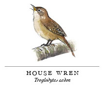 house wren