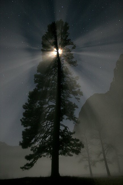 John Muir Tree in Yosemite, Photo by Andy Skinner