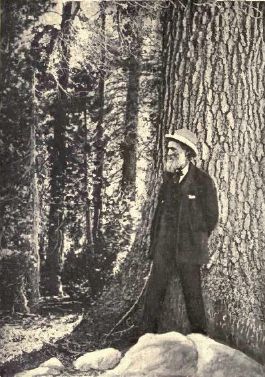 John Muir Among HIs Beloved Trees from Heroes of To-day by Mary R. Parkman (1917)