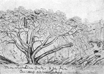 [Mountain Live Oak (Quercus chrysolepis)]