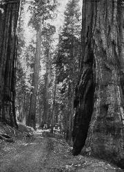 [Road through the sequoias, Mariposa Grove]