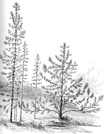 [THE GROVE FORM. THE ISOLATED FORM (PINUS TUBERCULATA)]