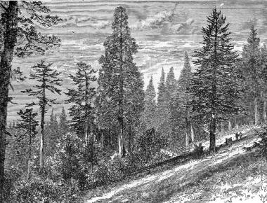 [FOREST OF SEQUOIA, SUGAR PINE, AND DOUGLAS SPRUCE]