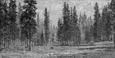 [VIEW OF FOREST OF THE MAGNIFICENT SILVER FIR]